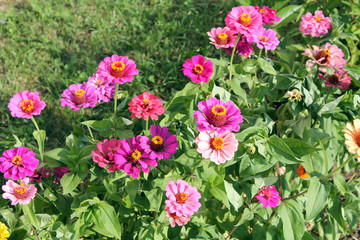 Flowerbed with Pink elegant zinnia flowers