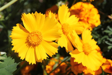 Yellow flowers of lance-leaved coreopsis (Coreopsis lanceolata) in garden