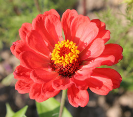 Red elegant zinnia flower