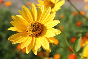 Yellow flower of large-flowered tickseed (Coreopsis grandiflora) in garden