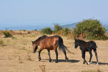 Horses in the wild grazing