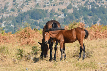 Horses in the wild grazing