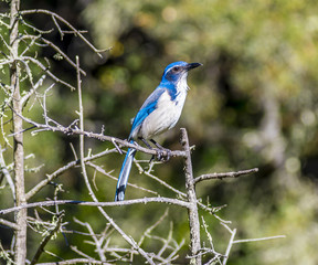 Blue Jay of California