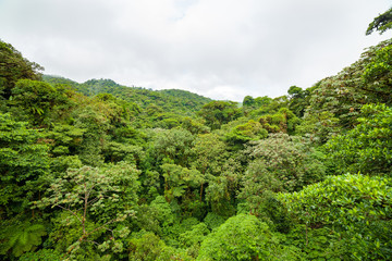 Naklejka premium Lush rainforest canopy Monteverde Costa Rica