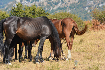 Horses in the wild grazing