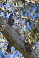 Bird falcon at Los Angeles tree perch