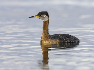 Red Necked Grebe Swimming