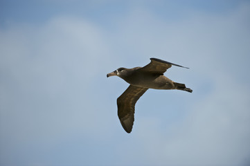 Black-footed Albatross (Phoebastria nigripes), in flight, Midway Atoll, Northwestern Hawaiian Islands