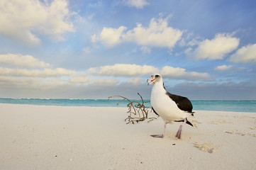 Laysan Albatros (Phoebastria immutabilis), on Midway Island, Northwestern Hawaiian Islands