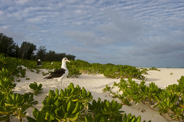Laysan Albatros (Phoebastria immutabilis) in naupaca (Naupaka kauhakai) bushes, on Midway Island, Northwestern Hawaiian Islands