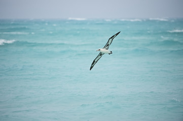 Fototapeta na wymiar Laysan Albatross (Phoebastria immutabilis), in flight, Midway Atoll, Northwestern Hawaiian Islands