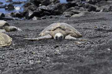 Sea turtle shell drying - Punalu'u Black Sand Beach (Big Island of Hawaii) -
