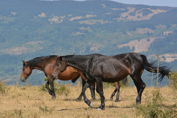 Horses in the wild grazing