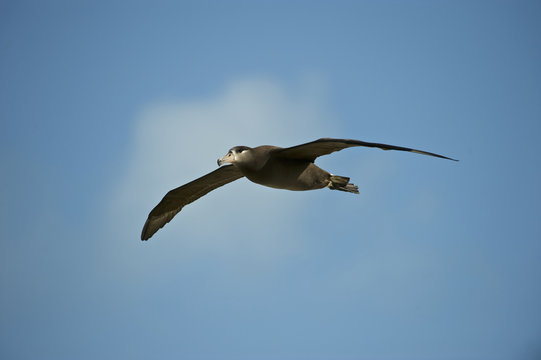 Black-footed Albatross (Phoebastria nigripes), in flight, Midway Atoll, Northwestern Hawaiian Islands