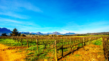 Naklejka premium Vineyards in the wine region of Stellenbosch in the Western Cape of South Africa with Simonsberg in the background on a nice South African winter day
