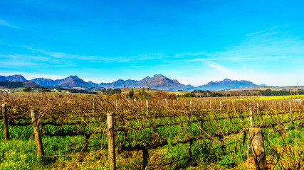 Vineyards in the wine region of Stellenbosch in the Western Cape of South Africa with Simonsberg in the background on a nice South African winter day