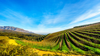 Fototapeta premium Gaje oliwne i winnice otoczone górami wzdłuż drogi Helshoogte pomiędzy historycznymi miastami Stellenbosch i Franschhoek w regionie winiarskim Western Cape w RPA