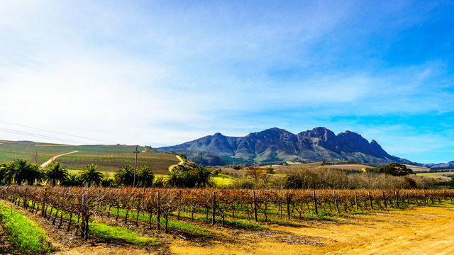 Vineyards in the wine region of Stellenbosch in the Western Cape of South Africa with Simonsberg in the background on a nice South African winter day