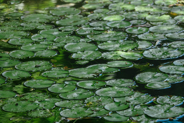 Lily Pad Leaves