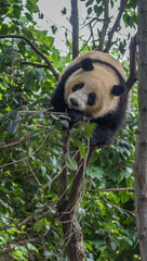 Panda in the tree