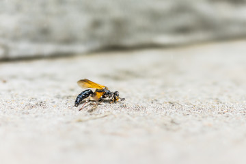 Macro closeup of dead wasp on ground showing detail, texture and bokeh background