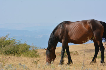 Horse in the wild grazing in the south of italy
