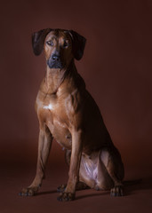 Fototapeta na wymiar rhodesian ridgeback dog