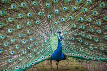 Obraz premium Gorgeous Peacock