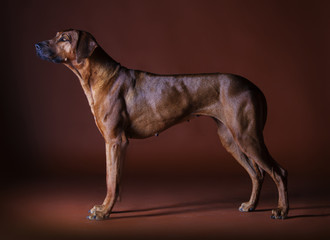 rhodesian ridgeback dog