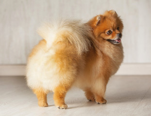 standing backrear young orange pomeranian purebred dog