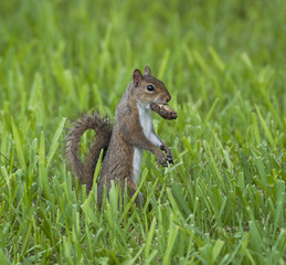 Eastern gray squirrel standing in green grass with a newly found treat in its mouth