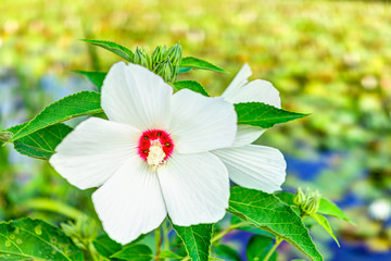 Closeup of white and red malva flower showing detail, texture and bokeh in summer