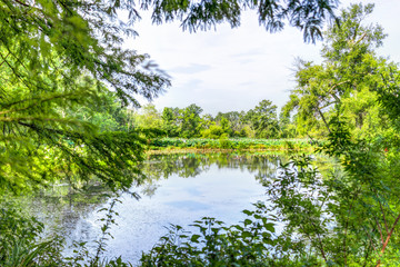 Overview of pond framed by trees in summer in Kenilworth Park and Aquatic Gardens during Lotus and Water Lily Festival