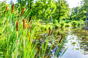Pond and cattails in summer in Kenilworth Park and Aquatic Gardens during Lotus and Water Lily...