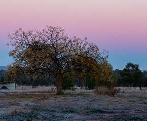 Fototapeta na wymiar Yellow tipped tree with a dawn sky