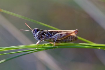 Makro eines Grashüpfers auf einem Halm
