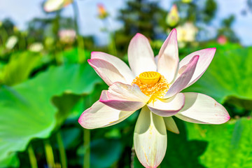 Macro closeup of bright white and pink lotus flower with yellow seedpod inside and blue sky