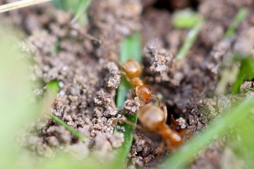 Lasius Flavus/ Gelbe Wiesenameise auf der Erde