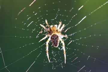 Spinne auf einem Netz