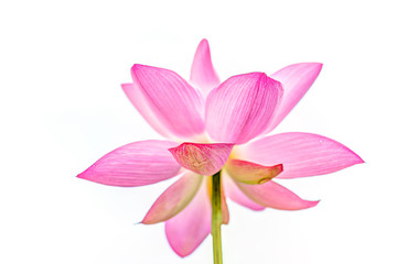 Fototapeta na wymiar Macro closeup of isolated bright white and pink lotus flower against sky