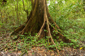 Buttress tree roots in rainforest