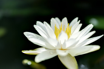 Closeup of white open lily flower in pond with reflection against dark black background