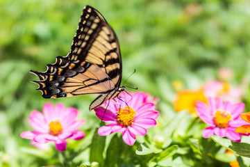 Fototapeta na wymiar One eastern tiger swallowtail yellow butterfly on purple pink zinnia flowers in summer garden macro closeup