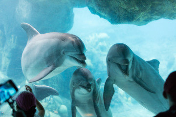 Dolphin Aquarium