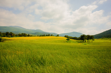 Obraz premium Green barley in Jeju-island is vast and beautiful.