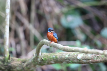 Blue-eared kingfisher (Alcedo meninting)  in Khao Yai National Park, Thailand
