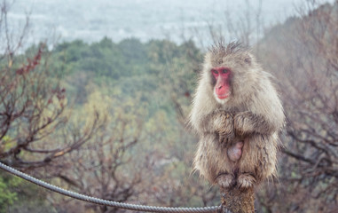 Monkey Mountain, Japón.