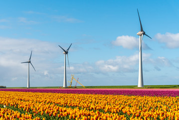 Windmills on the tulip field