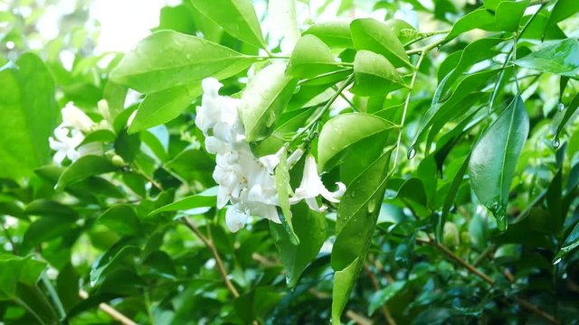Close up on Orange Jessamine flowers in nature