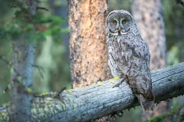 Great grey owl